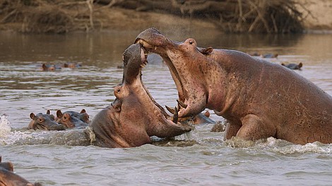 Afrykańskie drapieżniki: wielka czwórka: Lamparty (2)