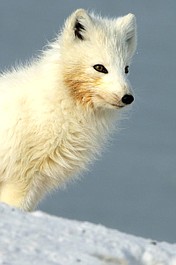 Alaska: cztery pory roku: Jesień (4)