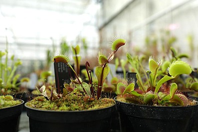 Cztery pory roku w ogrodach Kew 2 (4)