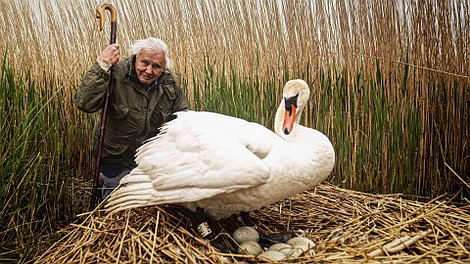David Attenborough: Te wspaniałe jajka