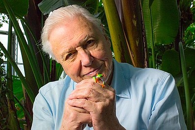 David Attenborough i życie żab