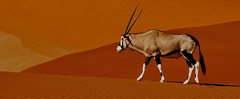 Dzika Namibia: Mali bohaterowie, wielcy łowcy (2)