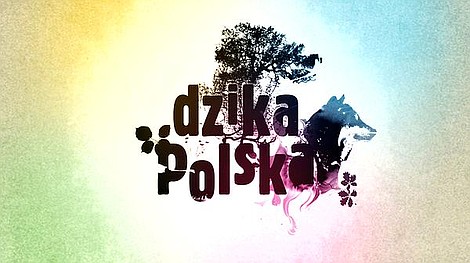 Dzika Polska: Baletnica z przerębli