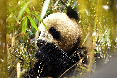Dzikie Chiny: Kraina pandy (4)