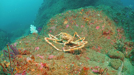 Dzikie oblicze Japonii (1)