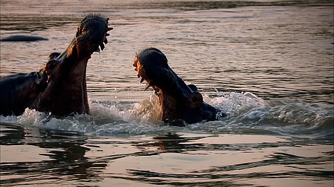 Dzikie, sprytne i zabójcze: Obrona (6)