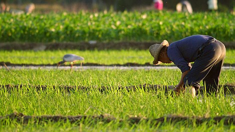 Dzikie tajemnice Chin: Lasy deszczowe na wyspie Hajnan (2)