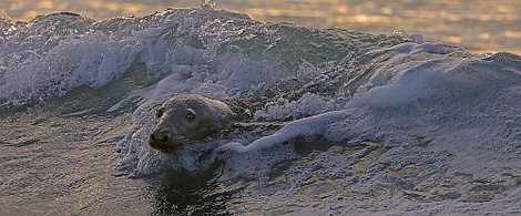 Eoin Warner przedstawia: dzikie wyspy Irlandii: Morze węży (1)