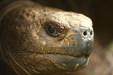 Galapagos: Początek (1)