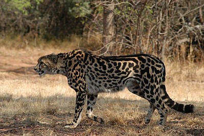 Gepard, mistrz szybkości