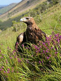 Irlandia: szalony rok: Lato (2)