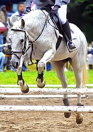 Jeździectwo: Zawody Pucharu Świata we wszechstronnym konkursie konia wierzchowego w Strzegomiu