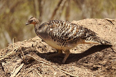 Kierunek Wild: Dzika Australia: Las koali (4-ost.)