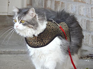 Kot z piekła rodem: Ratunku - mój kot trzyma mnie jako zakładnika
