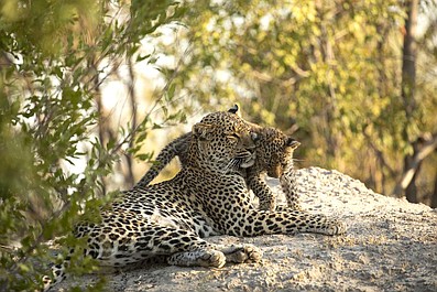 Królestwo drapieżników: Ostatnia królowa (2)