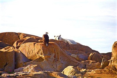 Królestwo niedźwiedzi polarnych: Północny klan (1)