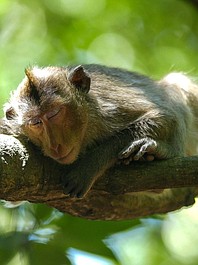 Lasy: tajemnicze krainy: W górach (4)