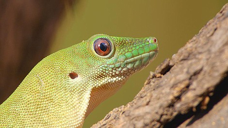 Madagaskar - najdziwniejsze gatunki: Lasy tajemnic (2)