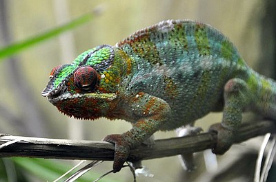 Madagaskar. Wyspa kameleonów