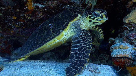 Malediwy. Wodne królestwo Oceanu Indyjskiego (3)