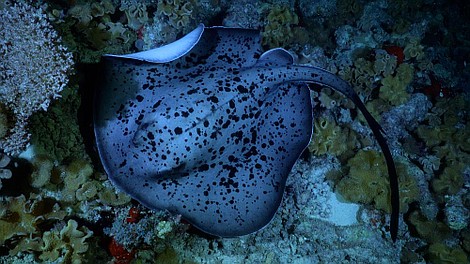 Malediwy. Wodne królestwo Oceanu Indyjskiego (1)