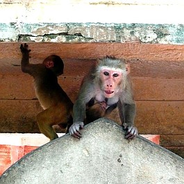Małpi gang: Łowca makaków (3)