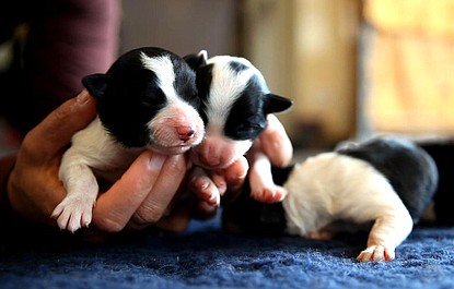 Maluchy: Początki (1)