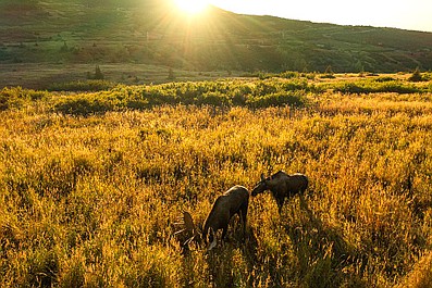 Na tropie dzikich zwierząt (1)