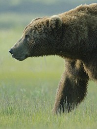 Najgroźniejsi mieszkańcy Alaski: Przetrwać na północy (1)