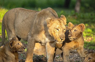 Najgroźniejsze zwierzęta Afryki: Nieustraszone koty (1)