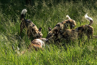 Najgroźniejsze zwierzęta Afryki: Zabawa w chowanego (1)