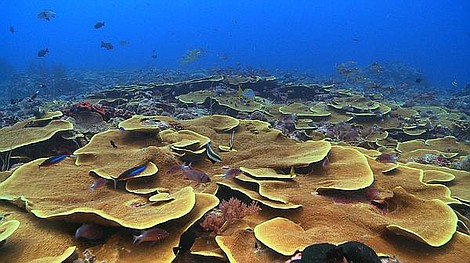 Największa tajemnica przyrody. Koralowy Trójkąt: Raj pod presją (3-ost.)