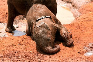 Narodziny słonia