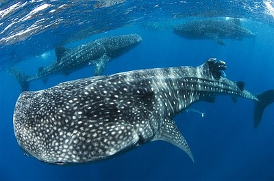 Natura w Jedynce: Cudowny świat przyrody 7: Tajemnicze zgromadzenie u wybrzeży Meksyku. Rekiny wielorybie