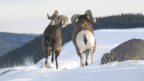 Natura w Jedynce: Dzika Kanada: Dziki Zachód (2/4)