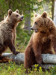 Natura w Jedynce: Włochy - ostatnie dzikie zakątki: Las niedźwiedzi brunatnych (2/6)