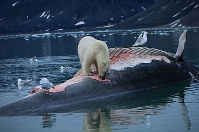 Niedźwiedź polarny - metamorfozy