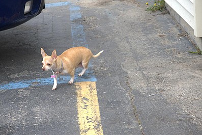 Niezwykły dr Pol: Końskie zdrowie (6)