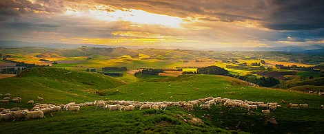 Nowa Zelandia: wyspy mityczne: Dzika przyroda (2)