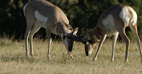 Olśniewająca Ameryka: Dziki Zachód (2)