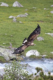 Orzeł przedni. Władca przestworzy (2)