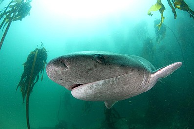 Planeta rekinów: Wędrowiec oceanów (2)