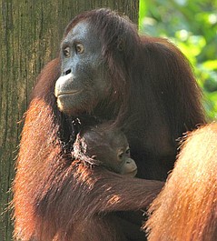 Poznajcie orangutany (1)