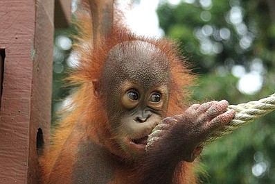 Poznajcie orangutany (7)