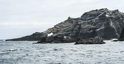 Prąd Humboldta: Rodowód (1)