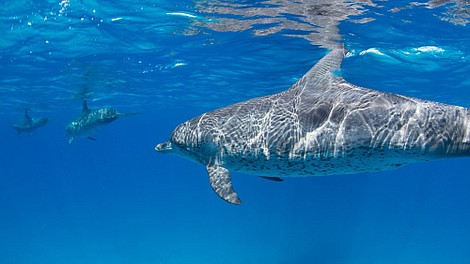 Rekiny kontra delfiny