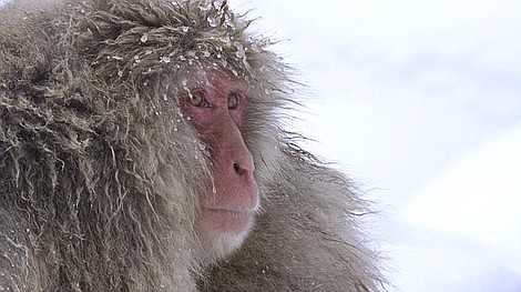 Makaki - śnieżne małpy