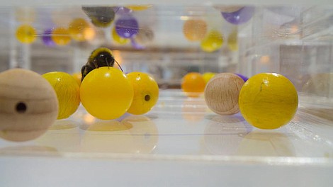 Sekretne życie pszczół: Zapylacze (2)
