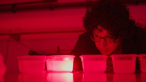 Sekretny taniec węgorzy