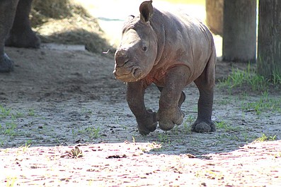 Sekrety zoo: Tampa: Zabawy ssaków naczelnych (2)
